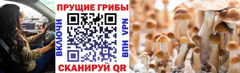 Псилоцибиновые грибы прущие грибы  Пугачёв 